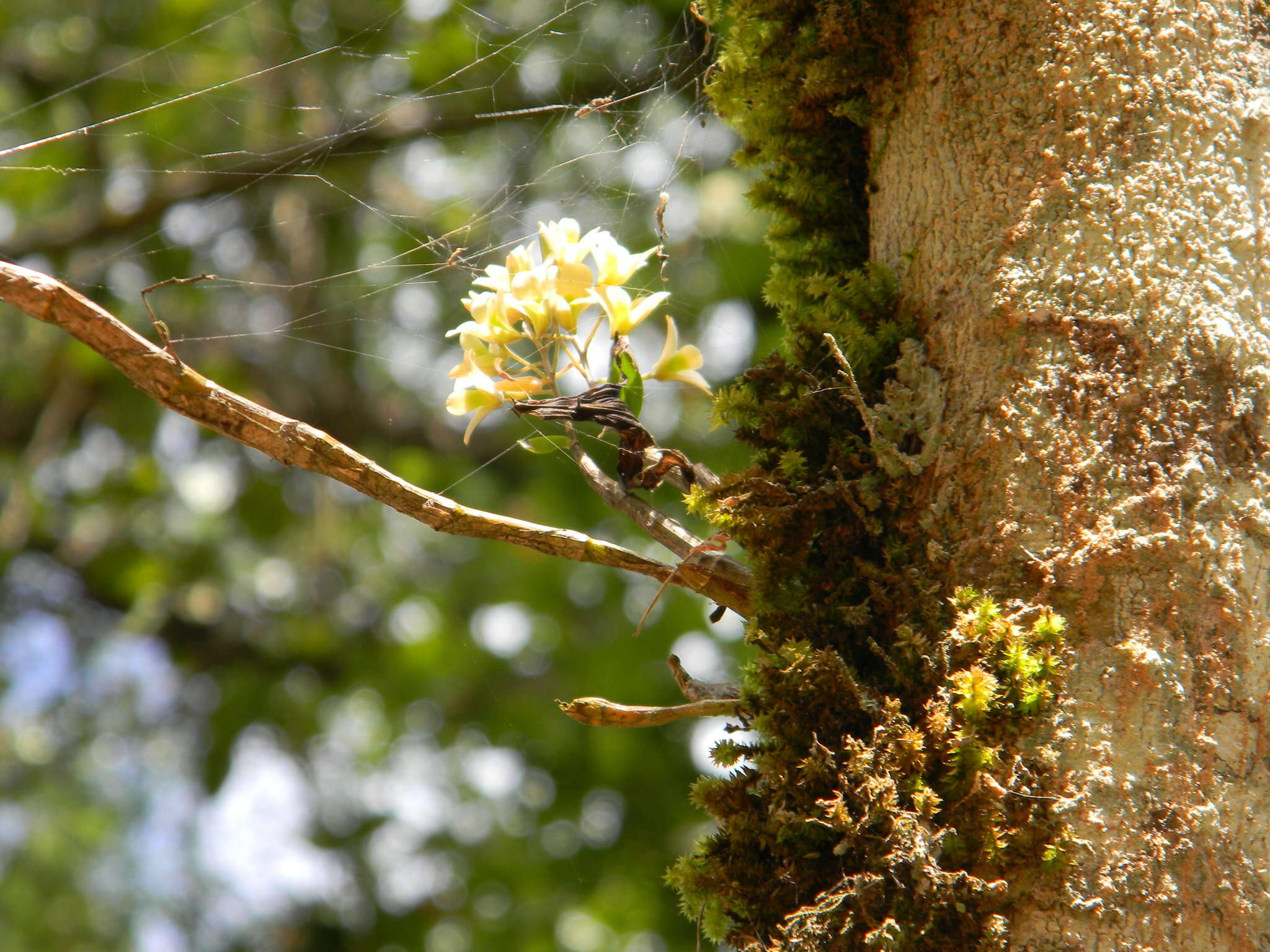 Слика од Dendrobium ovatum (L.) Kraenzl.