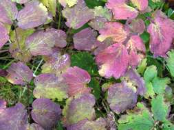 Image of Thalictrum aquilegiifolium