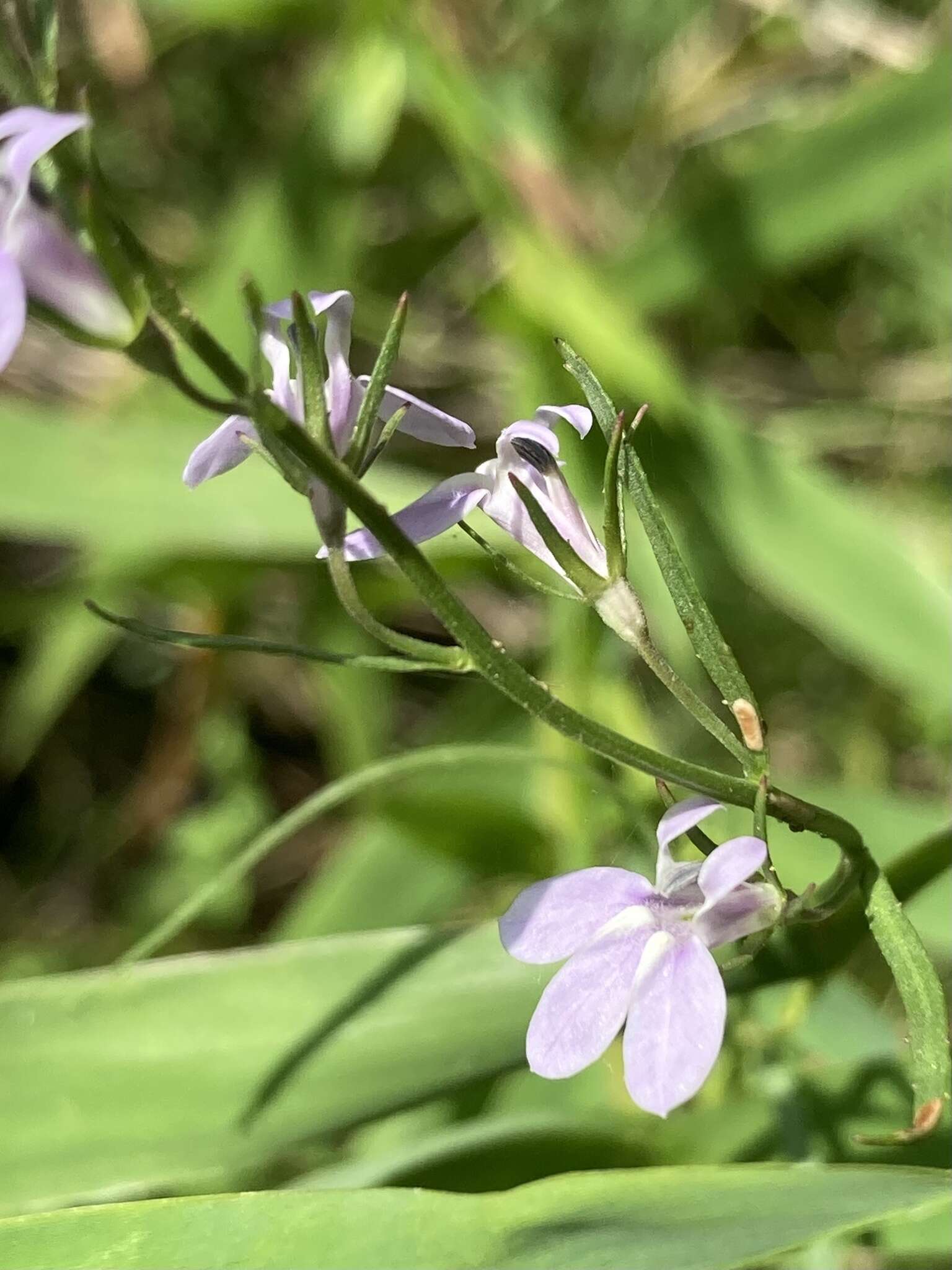 صورة Lobelia canbyi A. Gray