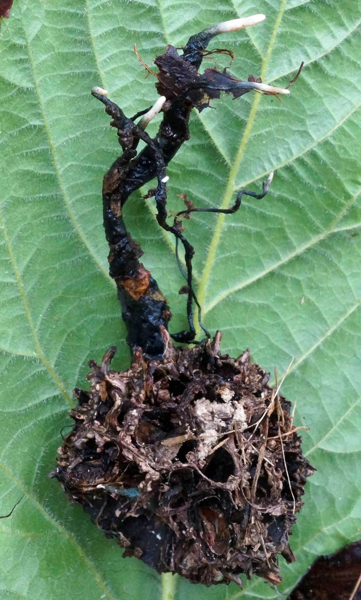 Слика од Xylaria liquidambaris J. D. Rogers, Y. M. Ju & F. San Martín 2002