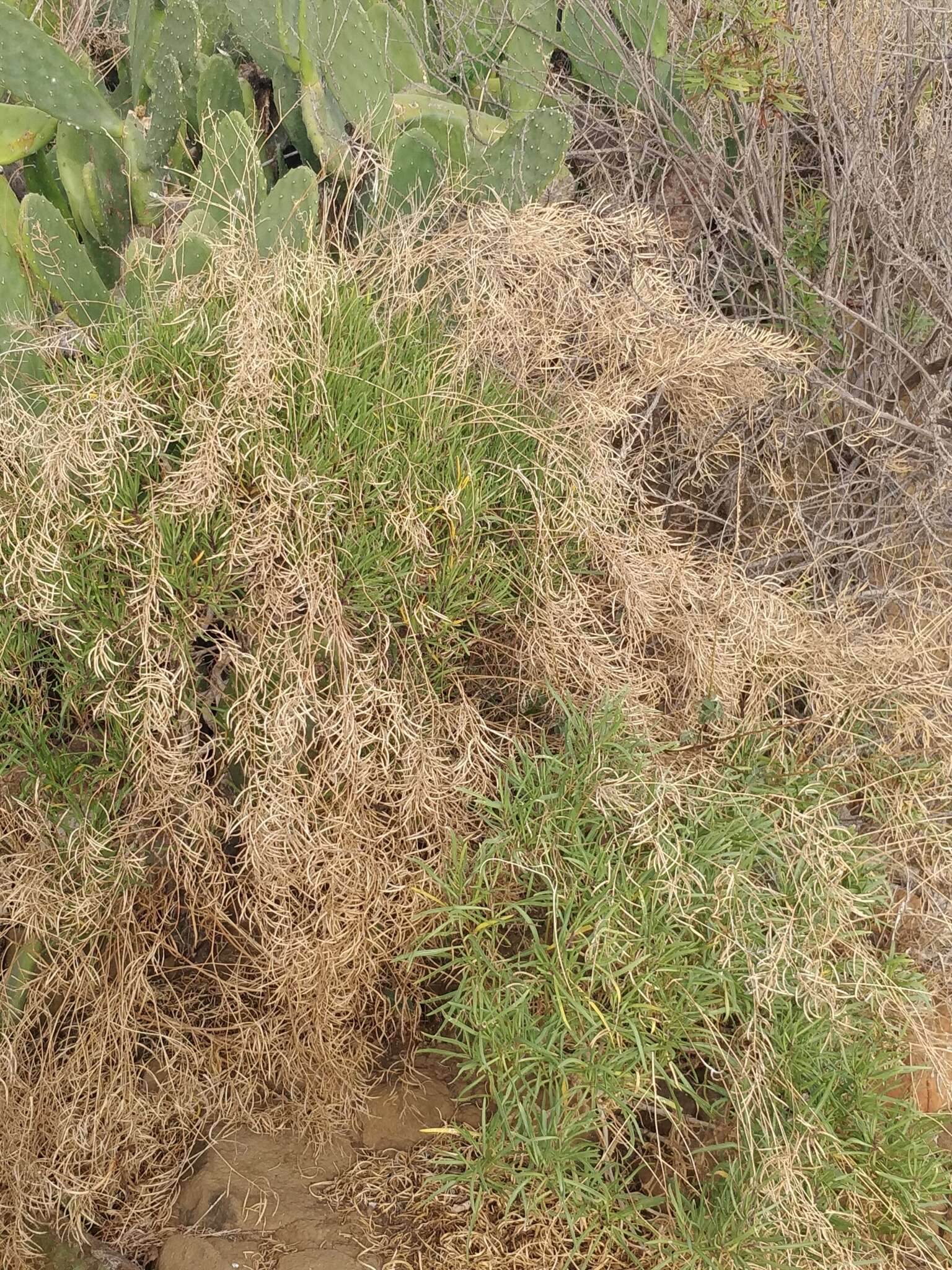 Plancia ëd Sinapidendron angustifolium (DC.) Lowe