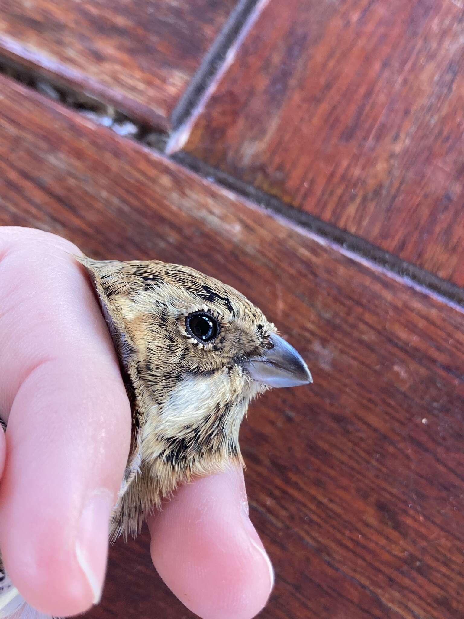 Image of Emberiza schoeniclus stresemanni Steinbacher 1930