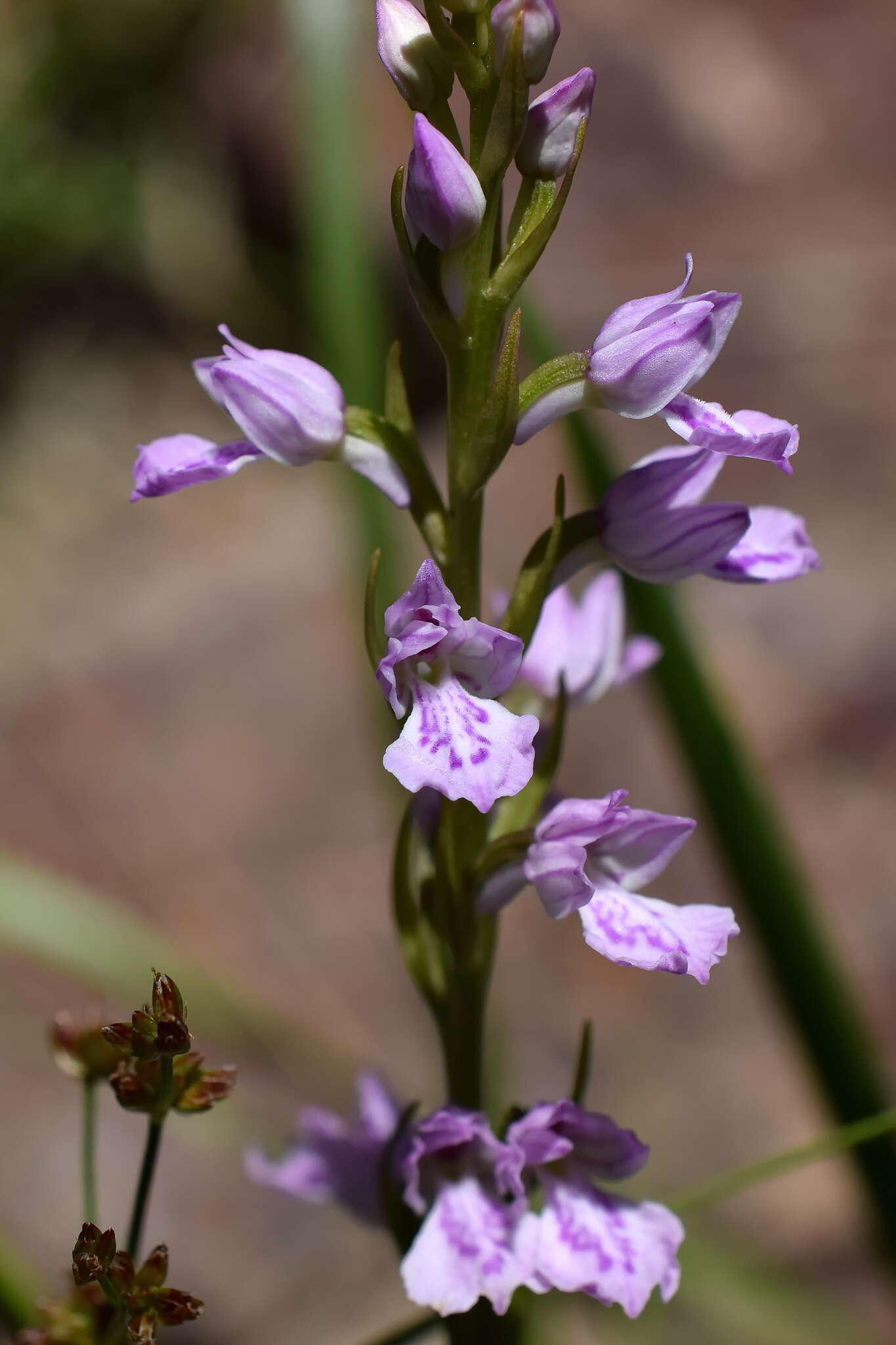 Image de Dactylorhiza iberica (M. Bieb. ex Willd.) Soó