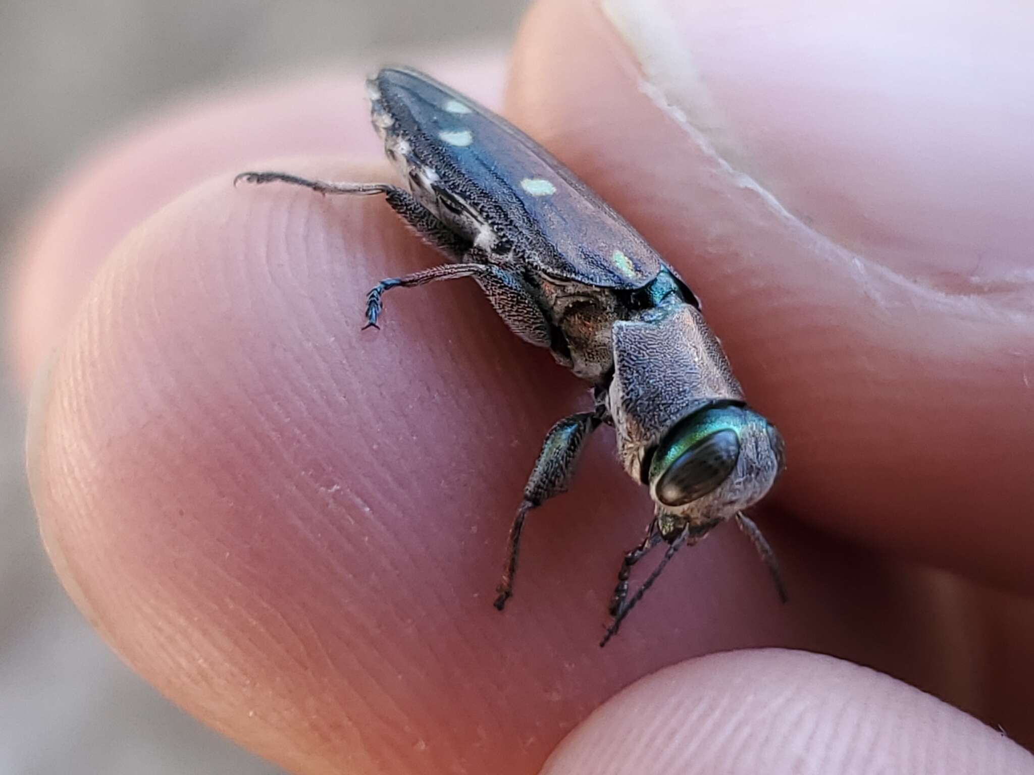 Image of Jewel beetle