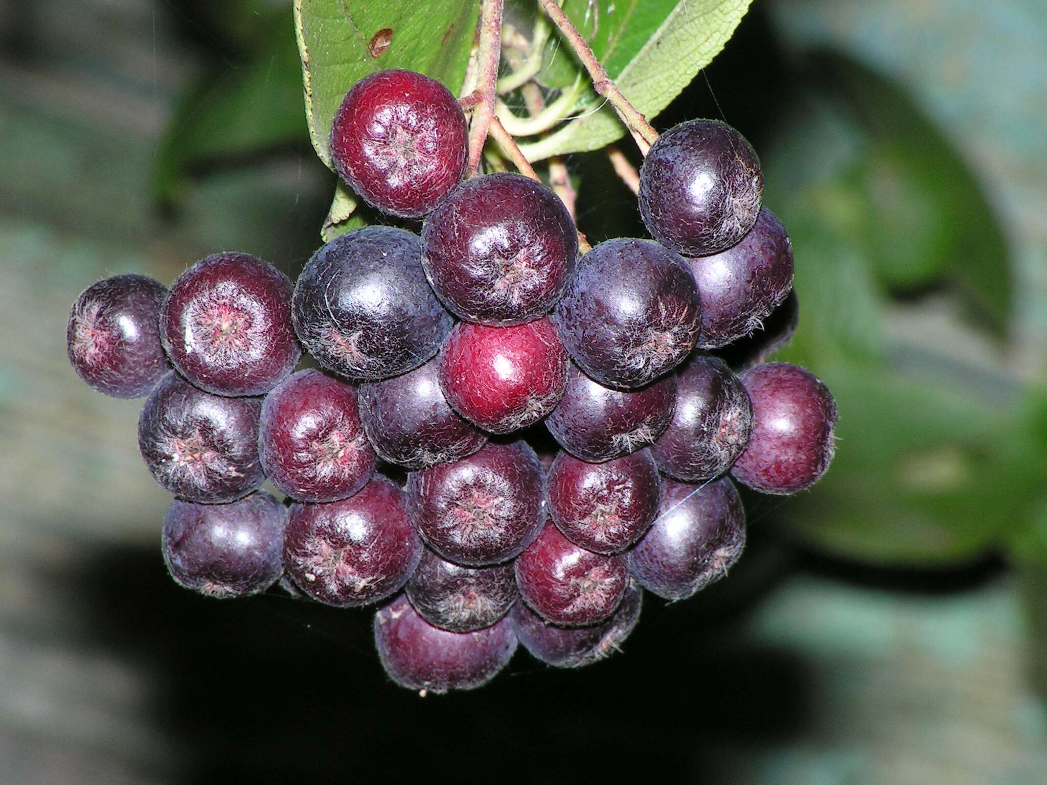 Plancia ëd Aronia mitschurinii