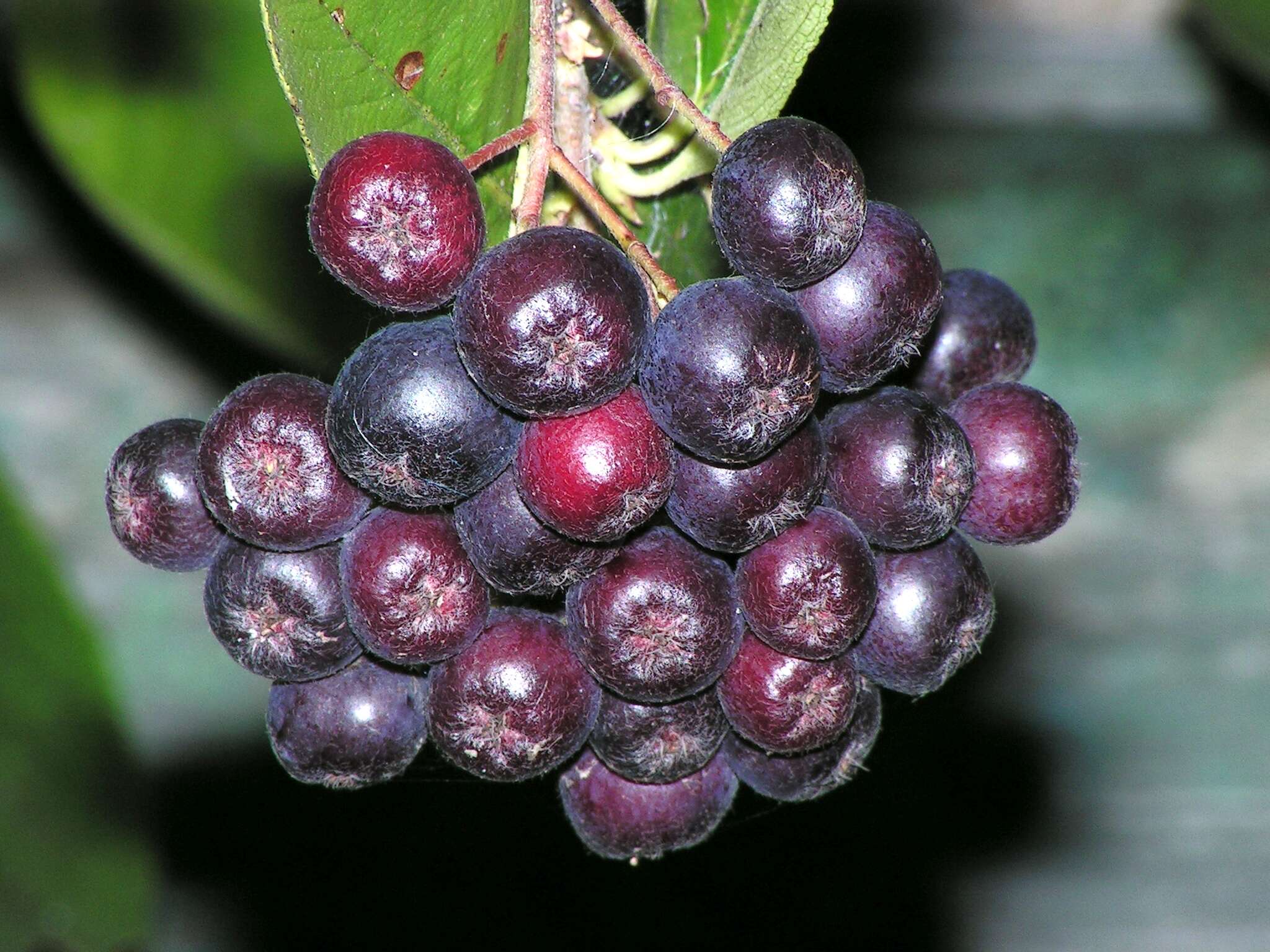 Plancia ëd Aronia mitschurinii