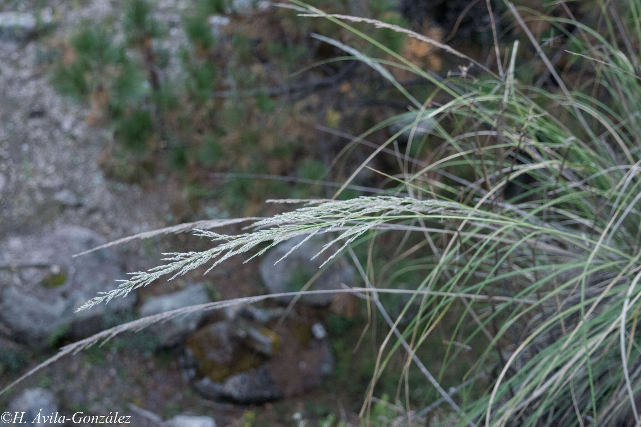 صورة Muhlenbergia robusta (E. Fourn.) Hitchc.