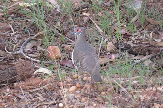 Image of Partridge Pigeon