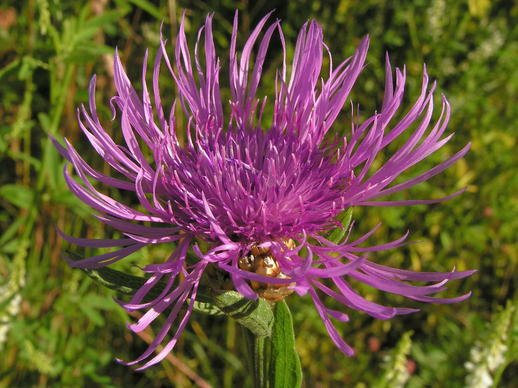 Image of brown knapweed