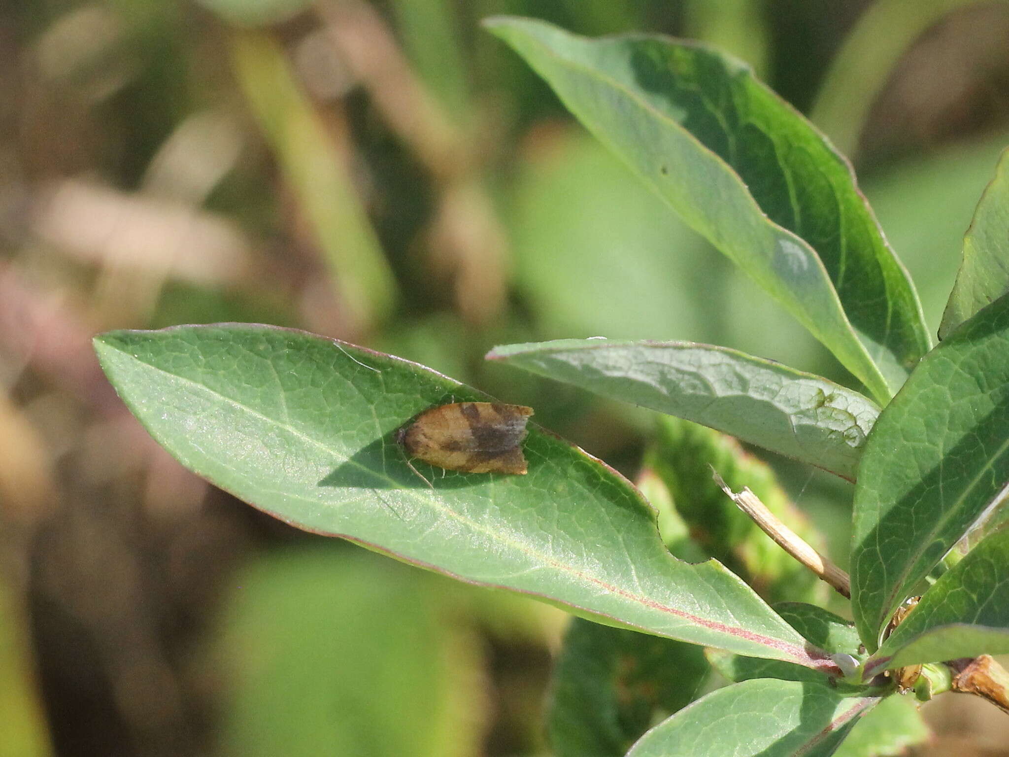 صورة Cacoecimorpha