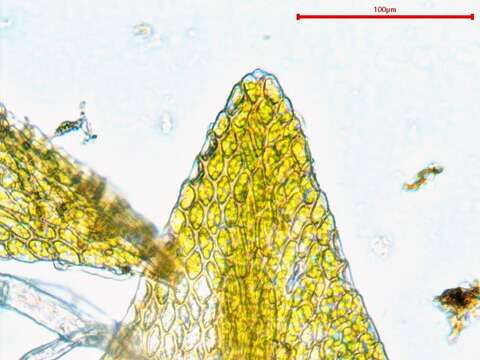 Image of Hygroamblystegium fluviatile Loeske 1903