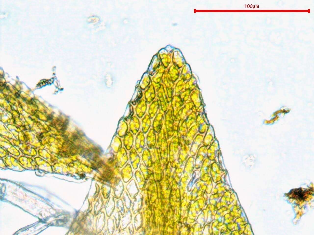 Plancia ëd Hygroamblystegium fluviatile Loeske 1903