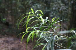 Sivun Podocarpus fasciculus de Laub. kuva