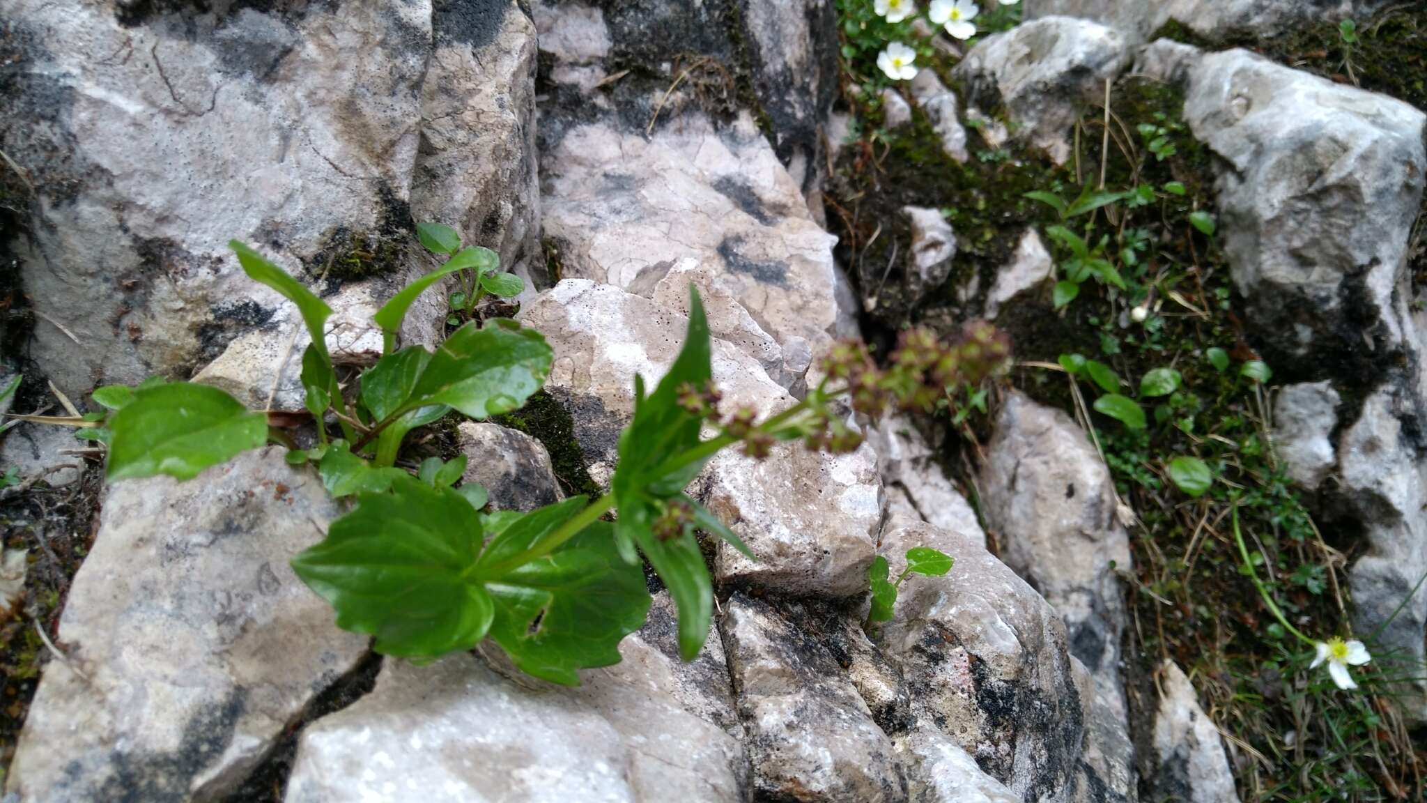 Image de Valeriana elongata Jacq.