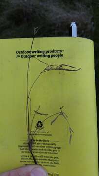 Image of Jointed Flatsedge