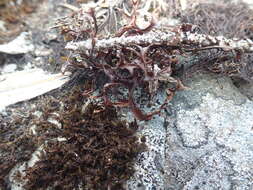 Image of cetraria lichen