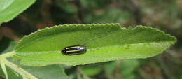 Image of Acmaeodera grata Fåhraeus ex Boheman 1851