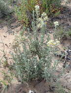 Image of Helichrysum zeyheri Less.