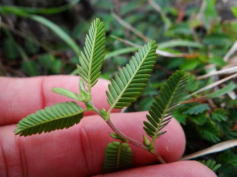 Image of Chamaecrista garambiensis (Hosok.) H. Ohashi, Tateishi & T. Nemoto