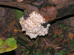 Hericium coralloides (Scop.) Pers. 1794 resmi