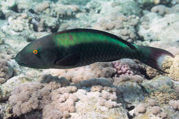 Image of Cetoscarus