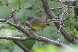 Image of MacGillivray's Warbler