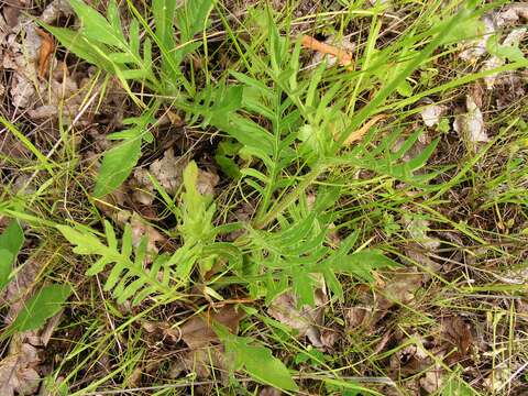 Слика од Knautia arvensis (L.) Coulter