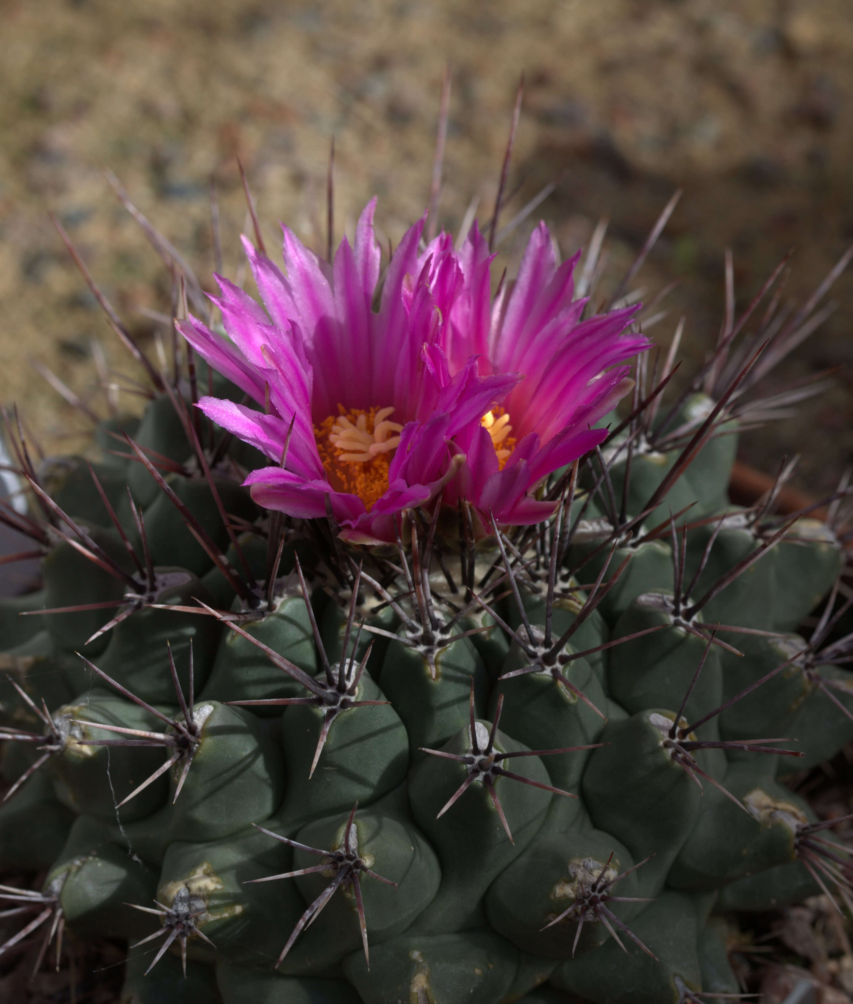 Image of Thelocactus tulensis (Polseg.) Britton & Rose