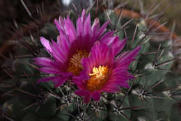 Image of Thelocactus tulensis (Polseg.) Britton & Rose