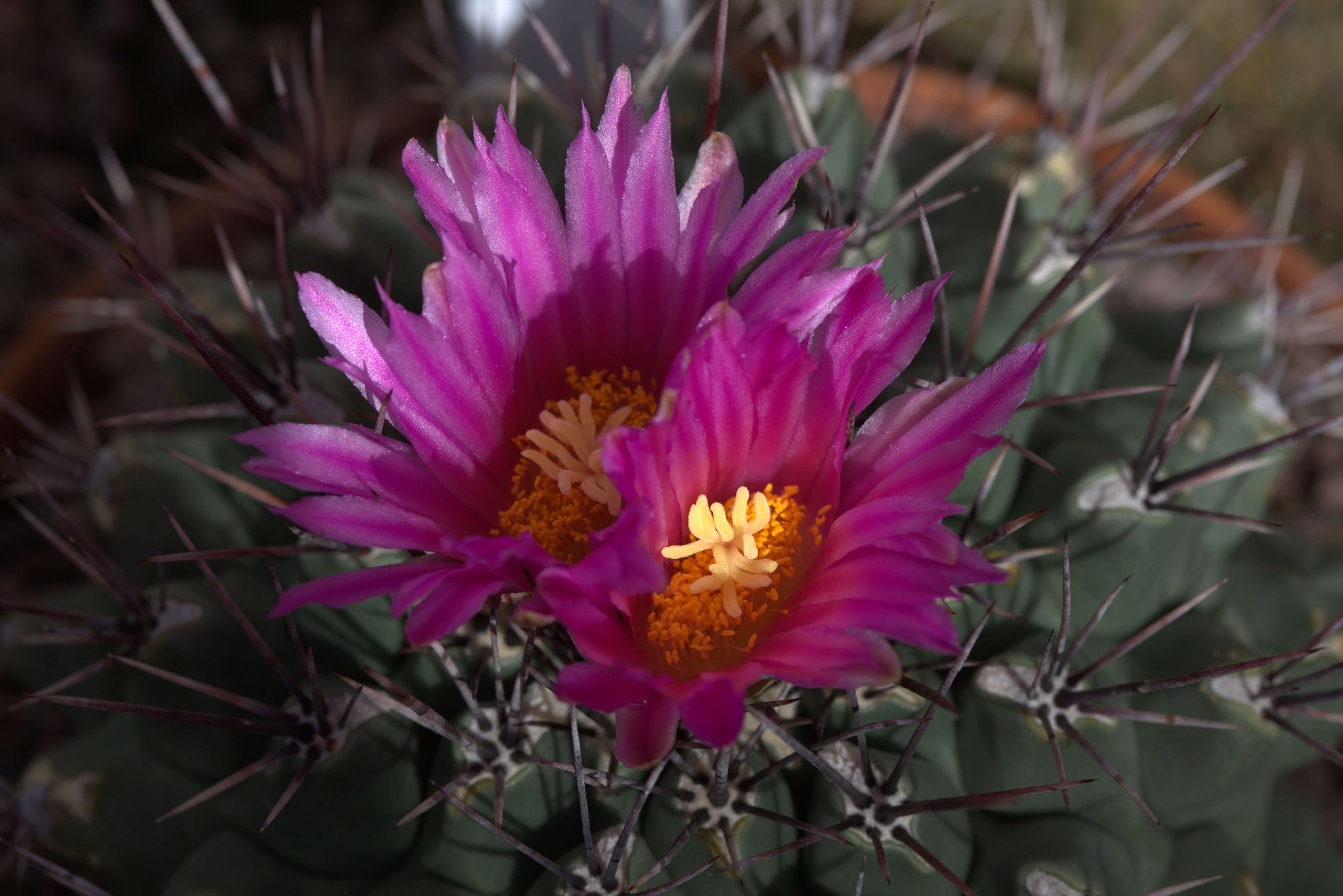 Image of Thelocactus tulensis (Polseg.) Britton & Rose