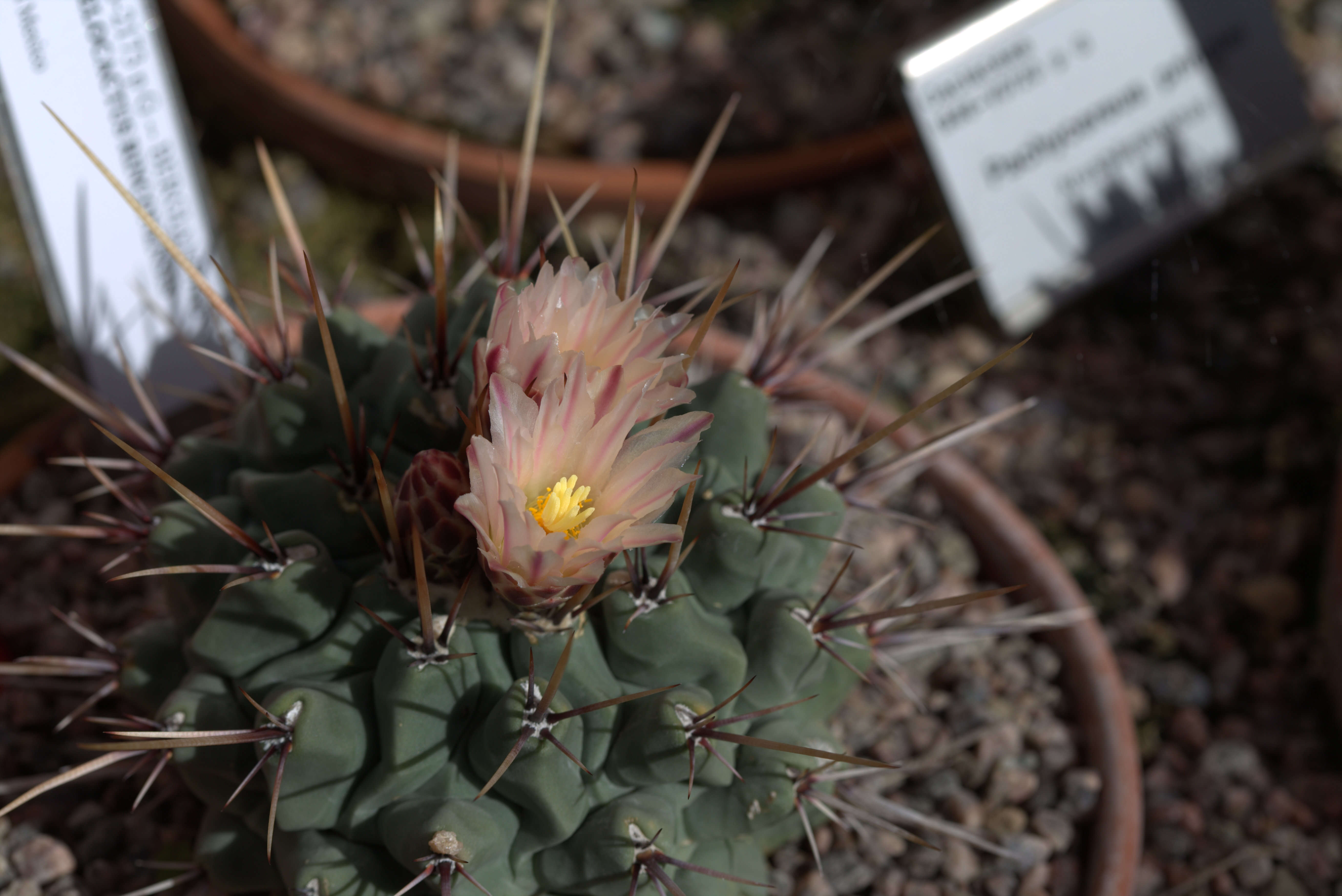 Image of Thelocactus rinconensis (Poselger) Britton & Rose