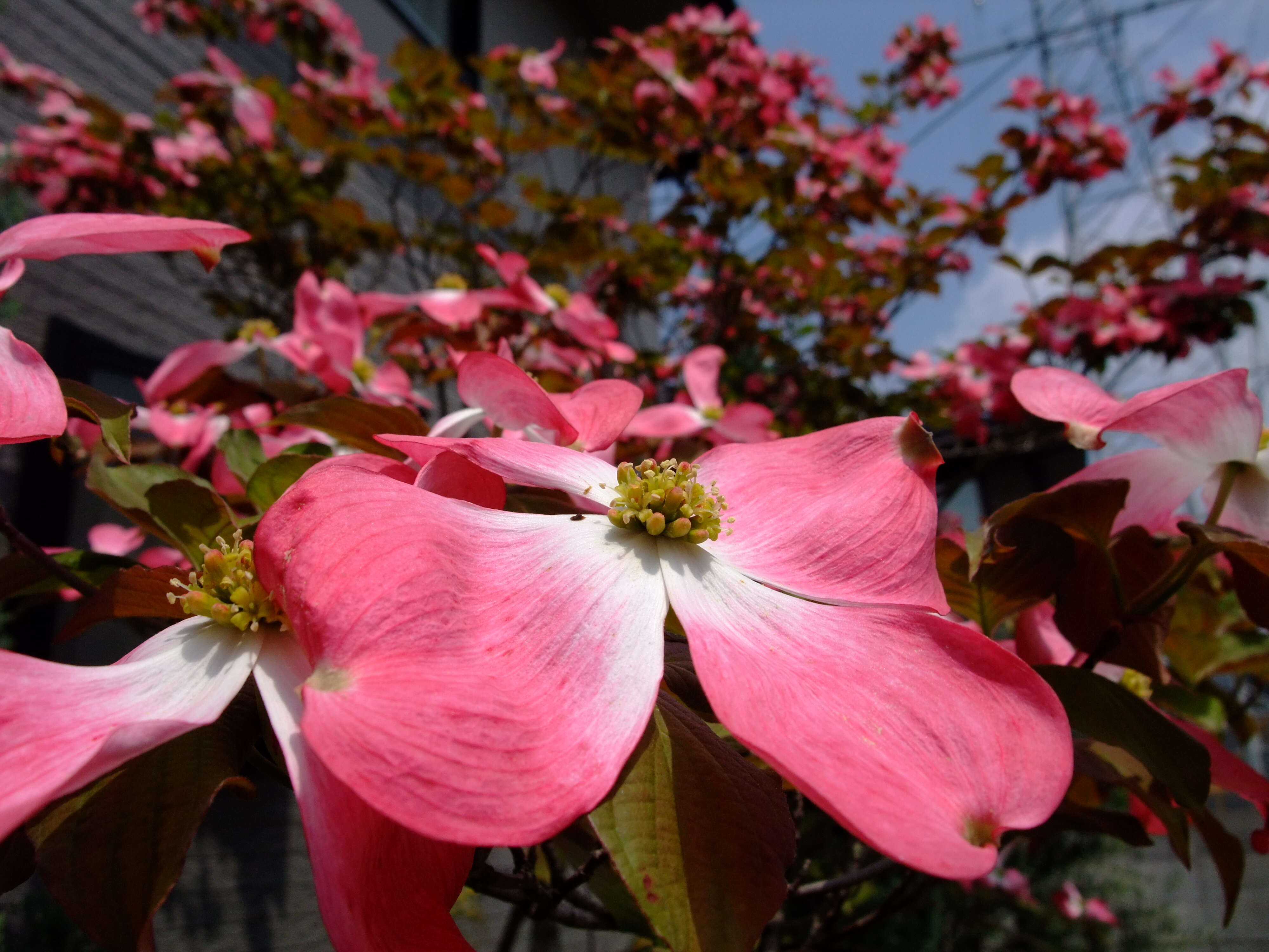 Image of flowering dogwood