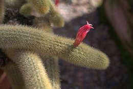 صورة Cleistocactus winteri D. R. Hunt