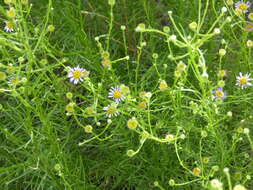 Image of Erigeron foliosus var. foliosus