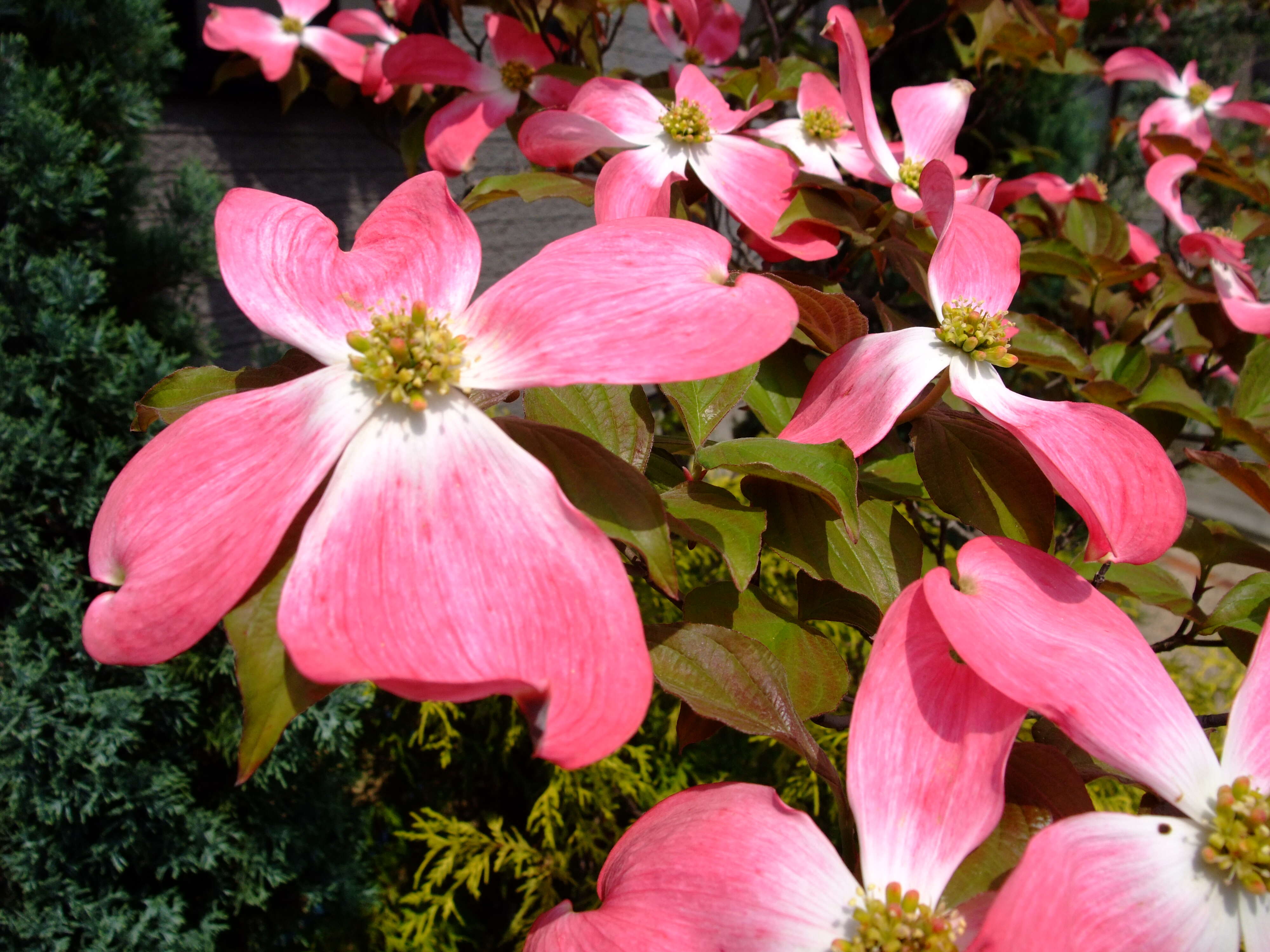 Image of flowering dogwood