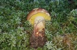 Image de Butyriboletus brunneus (Peck) D. Arora & J. L. Frank 2014