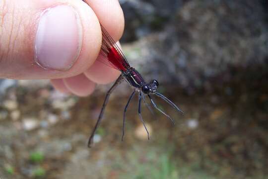 Image of Canyon Rubyspot