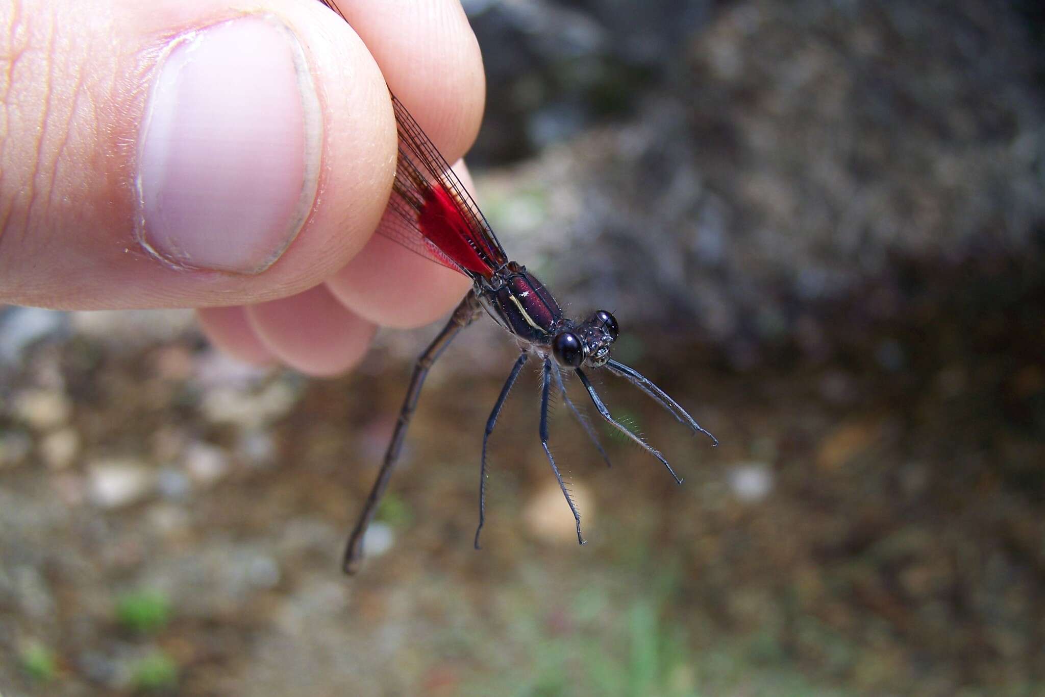 Imagem de Hetaerina vulnerata Hagen ex Selys 1853