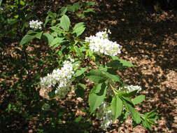 Image of Bird Cherry