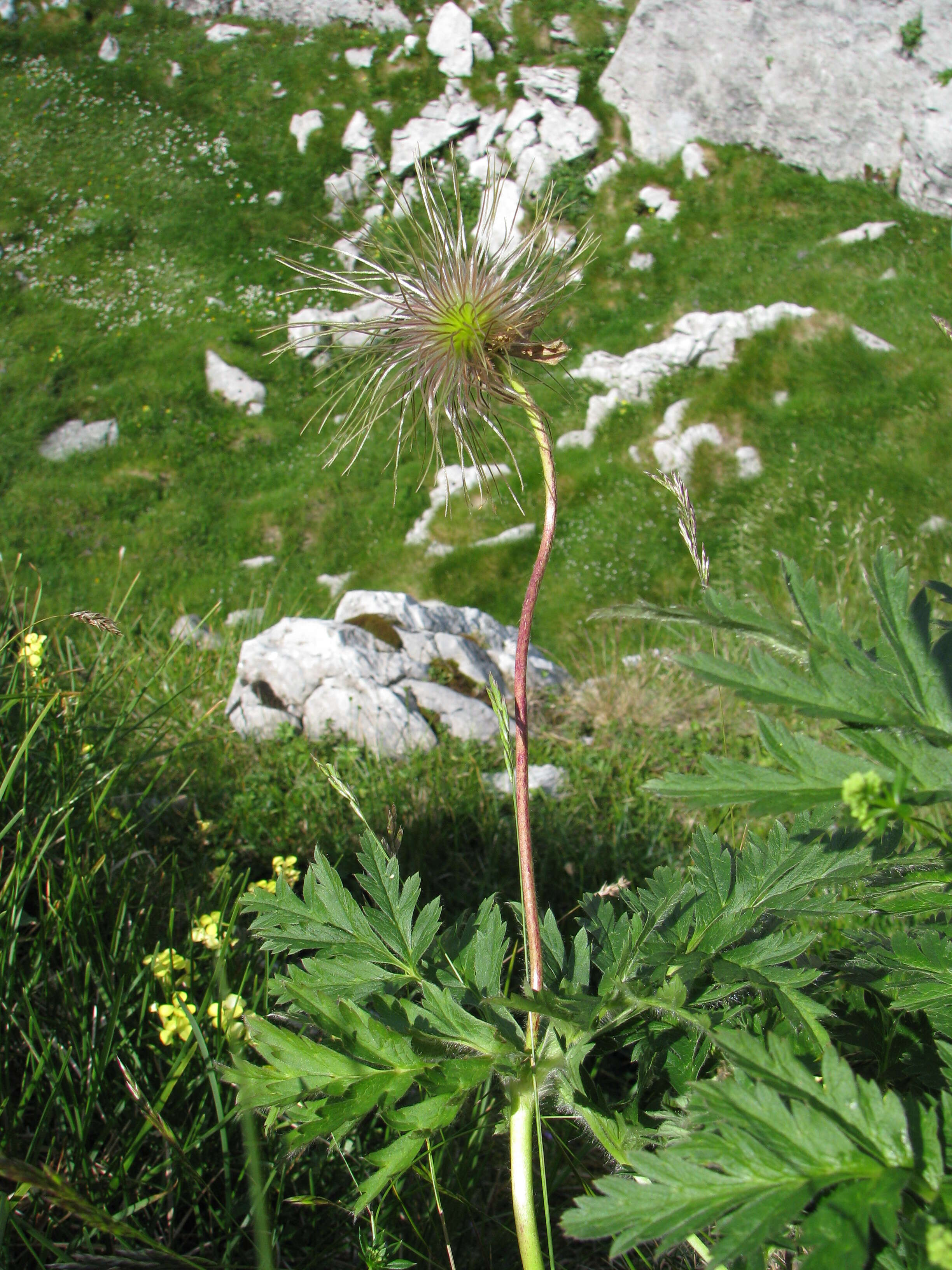 Image de Pulsatille des Alpes