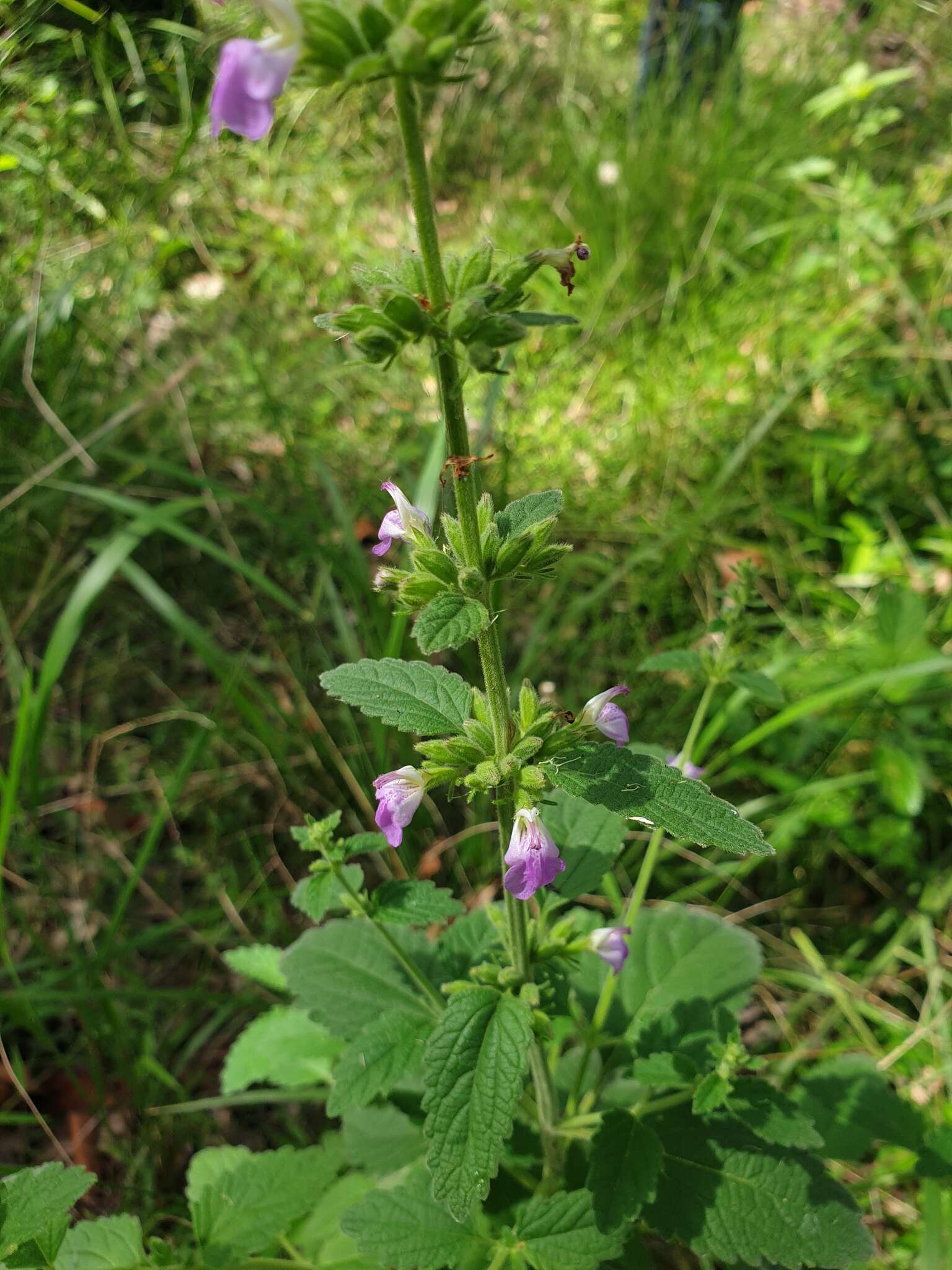 Anisomeles moschata R. Br.的圖片