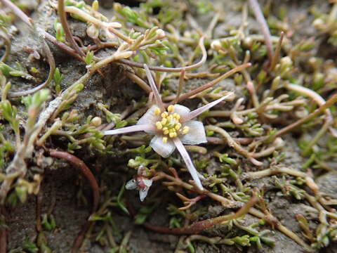 Ranunculus limosella F. Müll. ex T. Kirk的圖片