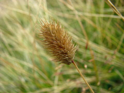 Image of alpine timothy