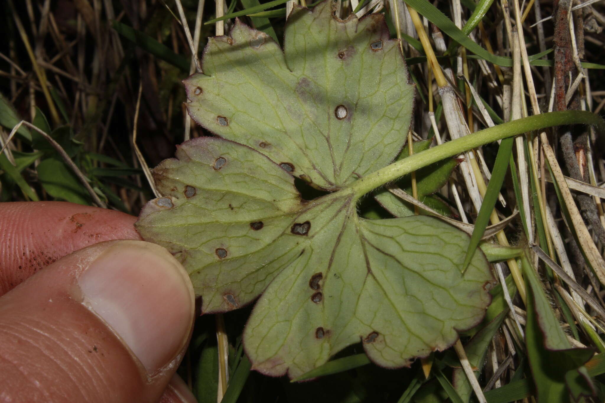 Septoria anemones Desm. 1838的圖片