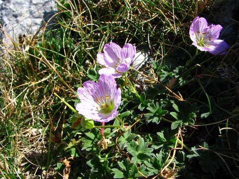 Image of ashy cranesbill