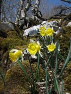 Image of daffodil