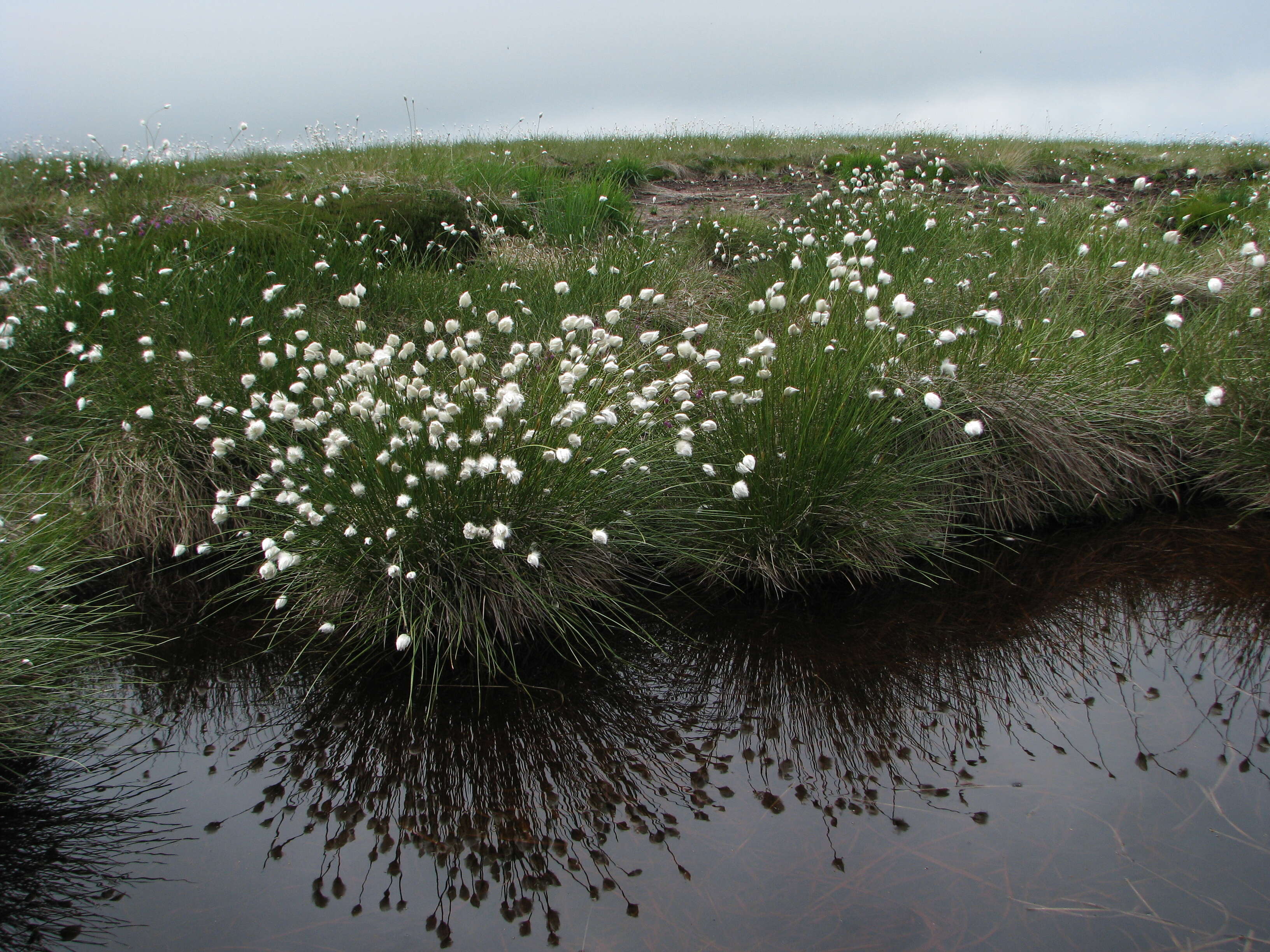 Image de Linaigrette dense