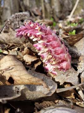 Image of common toothwort