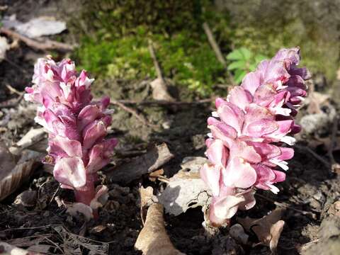 Image of common toothwort