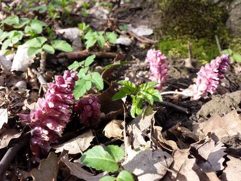 Image of common toothwort